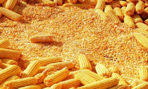 最近玉米期貨會(huì)大漲嗎？做一手玉米